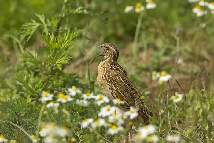 Framed Print : Common Quail (Coturnix coturnix) adult male, calling, standing amongst weeds on set-a-side field in farmland, Warwickshire, England, june Framed Print : Common Quail (Coturnix coturnix) adult male, calling, standing amongst weeds on set-a-side field in farmland, Warwickshire, England, june