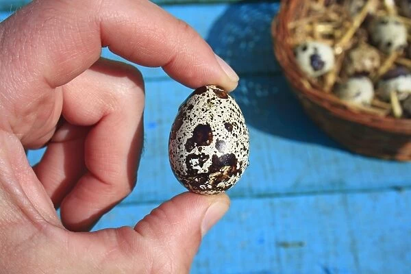 Common Quail (Coturnix coturnix) egg, held in hand beside basket, Suffolk, England, May
