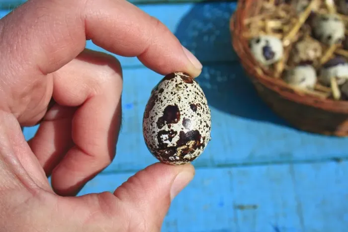Framed Print : Common Quail (Coturnix coturnix) egg, held in hand beside basket, Suffolk, England, May Framed Print : Common Quail (Coturnix coturnix) egg, held in hand beside basket, Suffolk, England, May