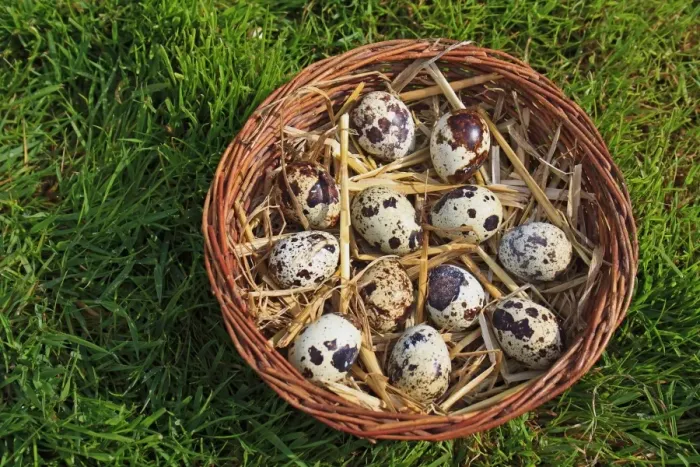 Framed Print : Common Quail (Coturnix coturnix) twelve eggs, in basket, Suffolk, England, May Framed Print : Common Quail (Coturnix coturnix) twelve eggs, in basket, Suffolk, England, May