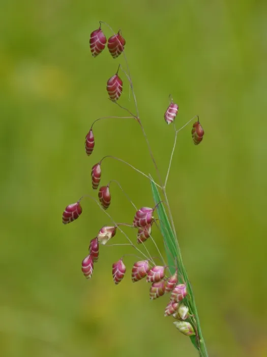Framed Print : Common Quaking Grass (Briza media) flowering, growing on limestone meadow, Dolomites, Italian Alps, Italy, June Framed Print : Common Quaking Grass (Briza media) flowering, growing on limestone meadow, Dolomites, Italian Alps, Italy, June
