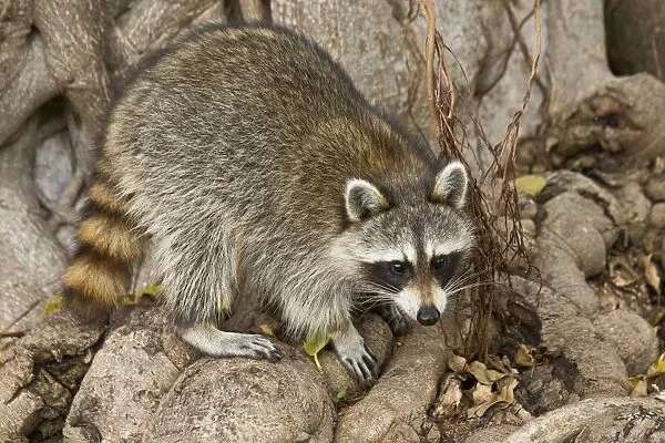 Common Raccoon (Procyon lotor) adult, foraging amongst tree roots, Everglades, Florida, U. S. A. February