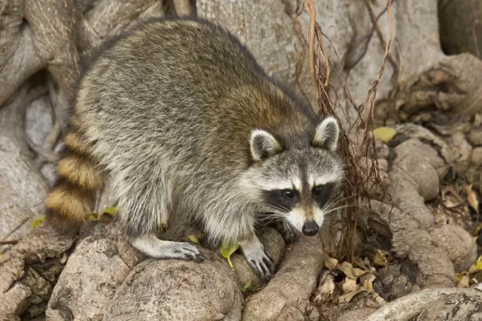 Framed Print : Common Raccoon (Procyon lotor) adult, foraging amongst tree roots, Everglades, Florida, U. S. A. February Framed Print : Common Raccoon (Procyon lotor) adult, foraging amongst tree roots, Everglades, Florida, U. S. A. February