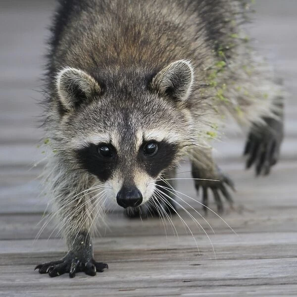Common Raccoon (Procyon lotor) adult, walking on boardwalk in swamp, Florida, U. S. A