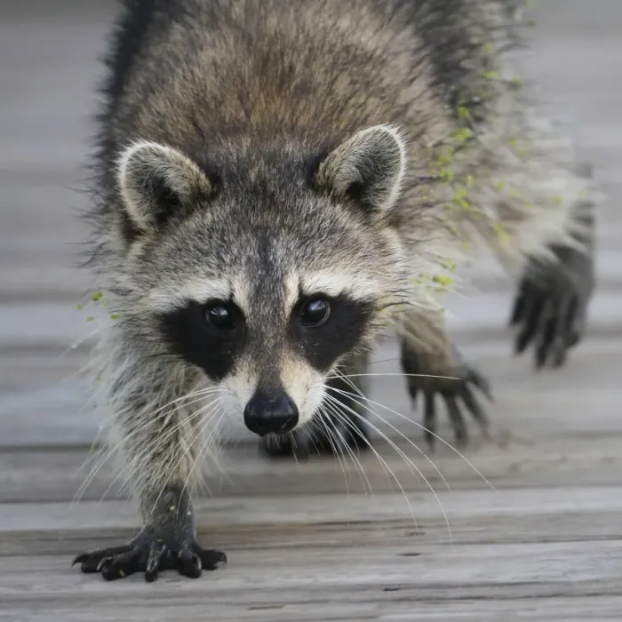 Framed Print : Common Raccoon (Procyon lotor) adult, walking on boardwalk in swamp, Florida, U. S. A Framed Print : Common Raccoon (Procyon lotor) adult, walking on boardwalk in swamp, Florida, U. S. A