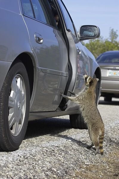 Common Raccoon (Procyon lotor) adult, begging for food beside car, Ding Darling N. W. R. Florida, U. S. A