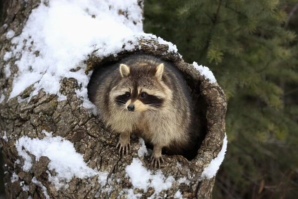 Common Raccoon (Procyon lotor) adult, at den entrance in snow covered tree trunk, Montana, U. S. A. winter (captive)