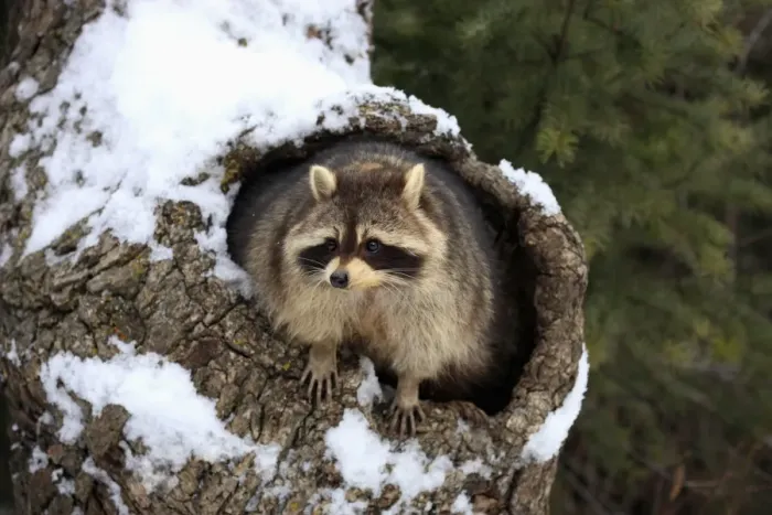 Framed Print : Common Raccoon (Procyon lotor) adult, at den entrance in snow covered tree trunk, Montana, U. S. A. winter (captive) Framed Print : Common Raccoon (Procyon lotor) adult, at den entrance in snow covered tree trunk, Montana, U. S. A. winter (captive)