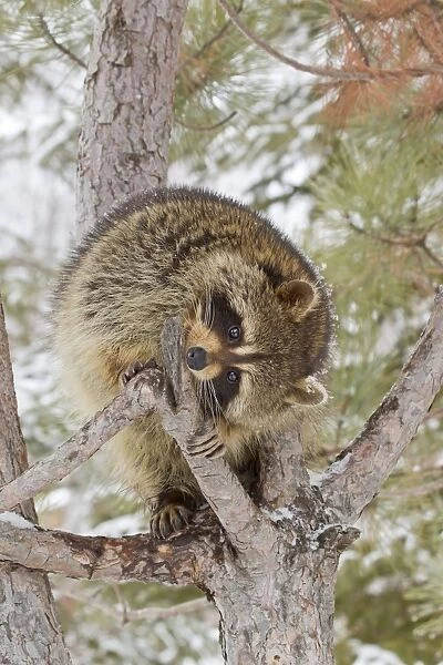 Common Raccoon (Procyon lotor) adult, feeding on bark in pine tree, Minnesota, U. S. A. January (captive)