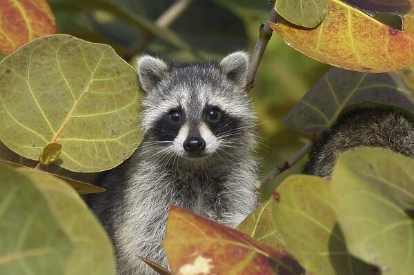 Common Raccoon (Procyon lotor) adult, amongst leaves, Ding Darling N. W. R. Florida, U. S. A