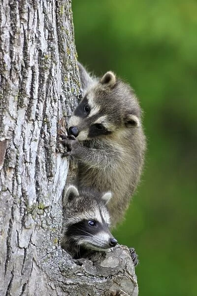 Common Raccoon (Procyon lotor) two young, at den entrance in tree trunk, Minnesota, U. S. A