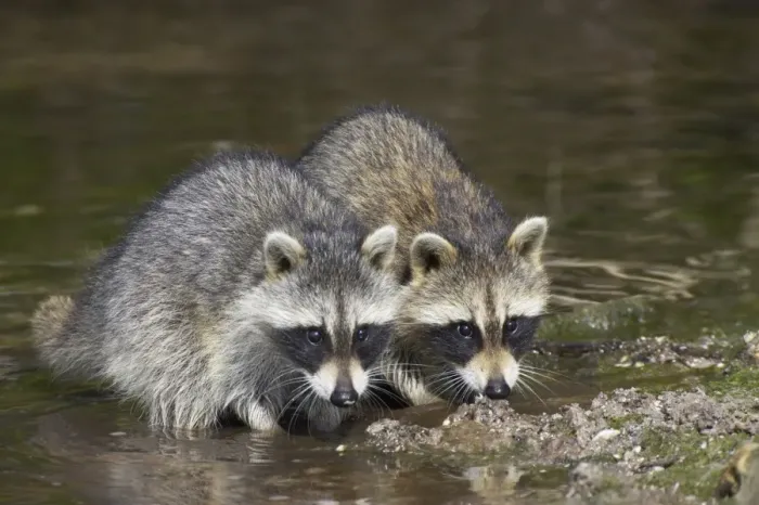 Framed Print : Common Raccoon (Procyon lotor) two young, feeding, crabbing at edge of water in mangrove swamp, Ding Darling N. W. R