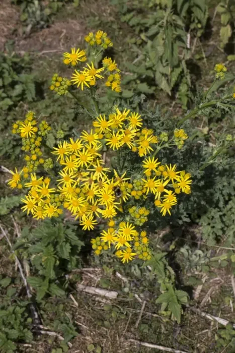 Framed Print : Common Ragwort flowers, Danger to horses Framed Print : Common Ragwort flowers, Danger to horses