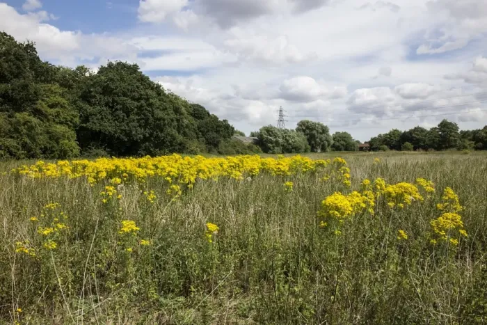 Framed Print : Common Ragwort growing in a meadow. Danger to horses Framed Print : Common Ragwort growing in a meadow. Danger to horses