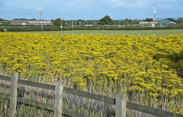 Common Ragwort (Senecio jacobaea) flowering, mass growing in field, near Chester, Cheshire, England, august