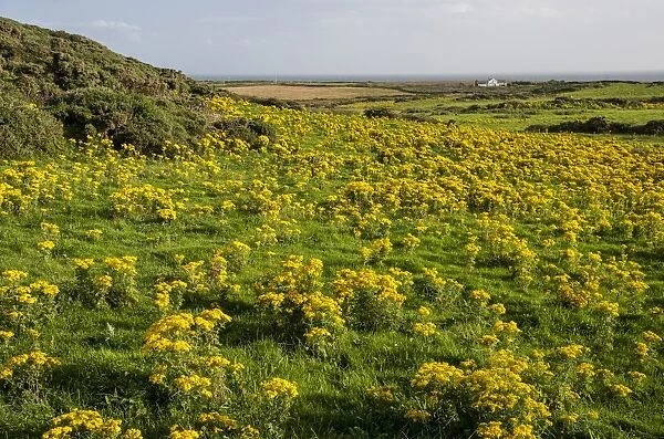 Common Ragwort (Senecio jacobaea) flowering mass, growing in coastal field, near Holyhead, Holy Island, Anglesey