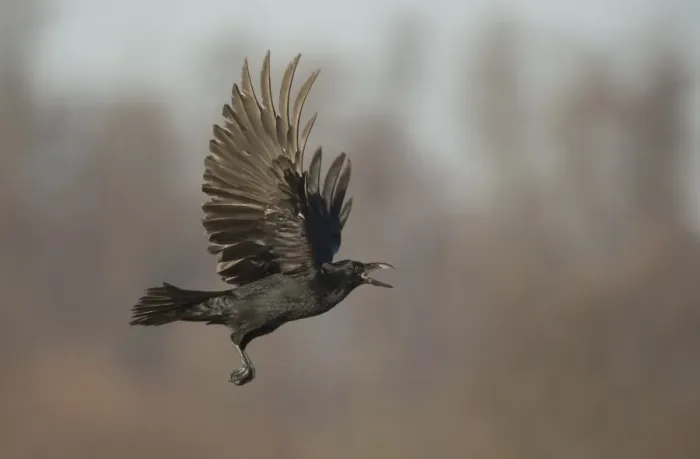 Framed Print : Common Raven (Corvus corax) adult, in flight, calling, Poland, February Framed Print : Common Raven (Corvus corax) adult, in flight, calling, Poland, February