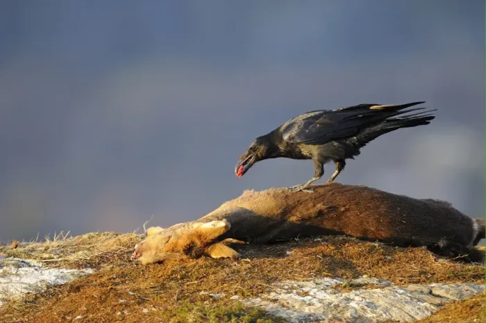 Framed Print : Common Raven (Corvus corax) adult, feeding, scavenging on Western Roe Deer (Capreolus capreolus) carcass, Norway, february