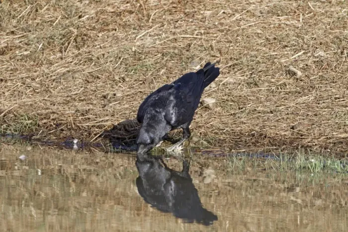 Framed Print : Common Raven (Corvus corax) adult, drinking from pool, Extremadura, Spain, september Framed Print : Common Raven (Corvus corax) adult, drinking from pool, Extremadura, Spain, september