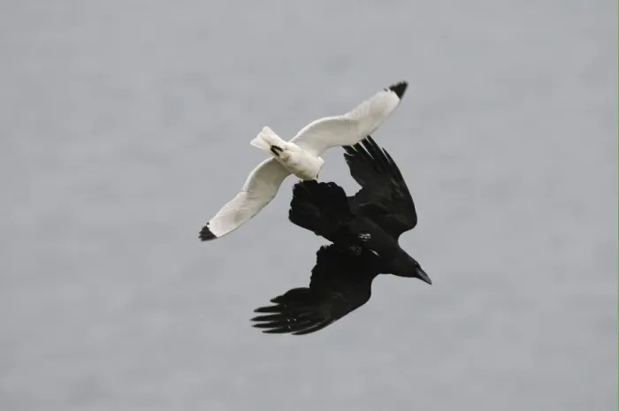 Framed Print : Common Raven (Corvus corax) adult, in flight, being mobbed by Black-legged Kittiwake (Rissa tridactyla), Varanger Framed Print : Common Raven (Corvus corax) adult, in flight, being mobbed by Black-legged Kittiwake (Rissa tridactyla), Varanger
