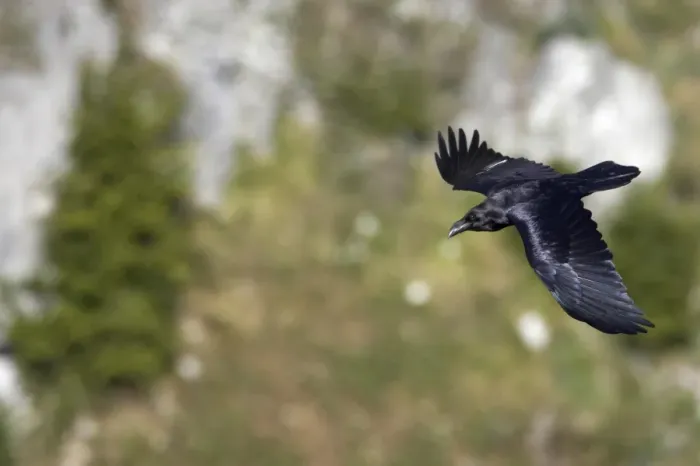 Framed Print : Common Raven (Corvus corax) adult, in flight over limestone canyon, Extremadura, Spain Framed Print : Common Raven (Corvus corax) adult, in flight over limestone canyon, Extremadura, Spain