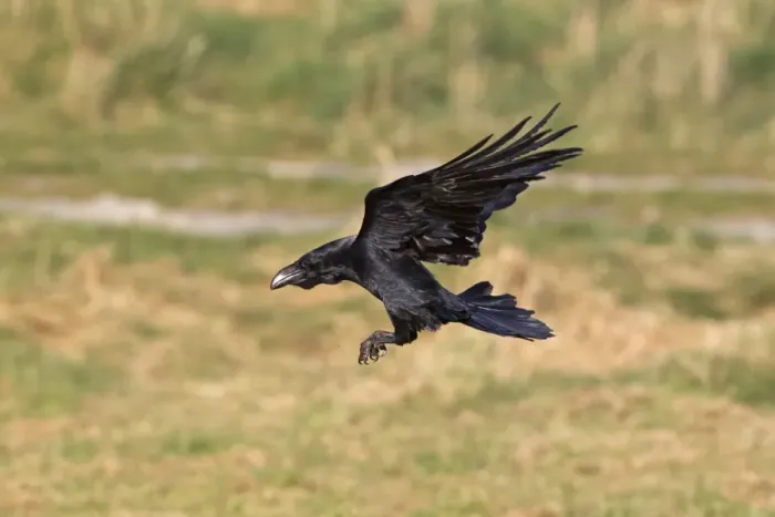 Framed Print : Common Raven (Corvus corax) adult, in flight, landing, Gigrin Farm, Powys, Wales, march Framed Print : Common Raven (Corvus corax) adult, in flight, landing, Gigrin Farm, Powys, Wales, march