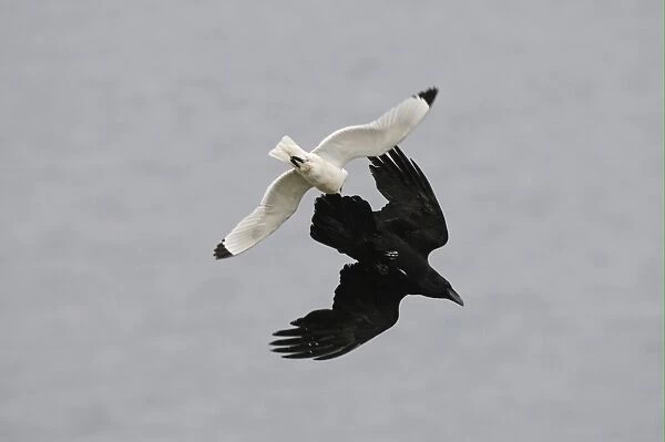 Common Raven (Corvus corax) adult, in flight, being mobbed by Black-legged Kittiwake (Rissa tridactyla), Varanger