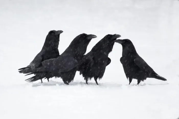 Framed Print : Common Raven (Corvus corax) four adults, calling, standing on snow in snowfall, Shropshire, England, january Framed Print : Common Raven (Corvus corax) four adults, calling, standing on snow in snowfall, Shropshire, England, january