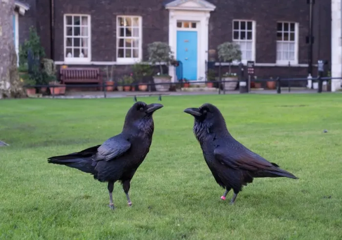 Framed Print : Common Raven (Corvus corax) two adults, standing on lawn, Tower of London, London, England, January Framed Print : Common Raven (Corvus corax) two adults, standing on lawn, Tower of London, London, England, January
