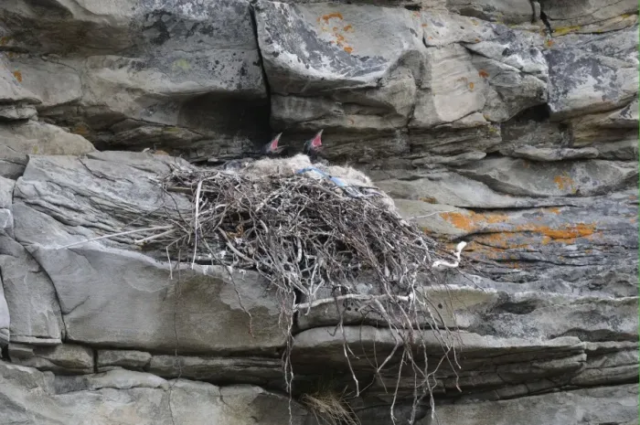 Framed Print : Common Raven (Corvus corax) chicks, calling, in nest on rock face, Varanger, Norway, may