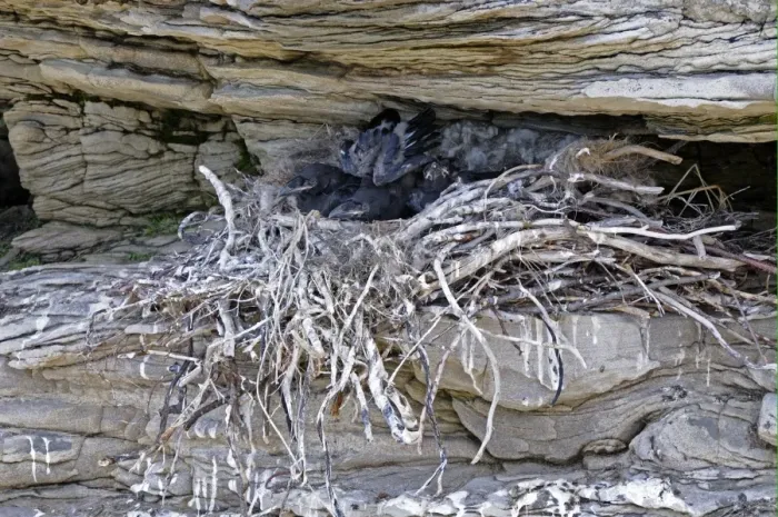 Framed Print : Common Raven (Corvus corax) chicks, in nest on rock face, Varanger, Norway, may Framed Print : Common Raven (Corvus corax) chicks, in nest on rock face, Varanger, Norway, may