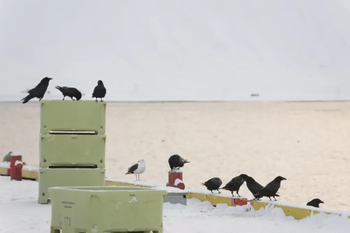 Framed Print : Common Raven (Corvus corax) flock, scavenging in snow covered fishing harbour, Grundarfjordur, Snaefellsnes Framed Print : Common Raven (Corvus corax) flock, scavenging in snow covered fishing harbour, Grundarfjordur, Snaefellsnes