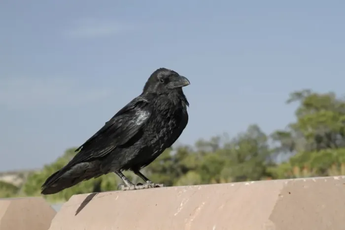 Framed Print : Common Raven (Corvus corax sinuatus) adult, perched on concrete wall, Utah, U. S. A. May Framed Print : Common Raven (Corvus corax sinuatus) adult, perched on concrete wall, Utah, U. S. A. May