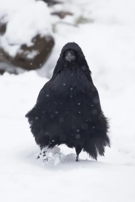 Framed Print : Common Raven (Corvus corax sinuatus) adult, standing on snow during snowfall, Yellowstone N. P. Wyoming, U. S. A. October Framed Print : Common Raven (Corvus corax sinuatus) adult, standing on snow during snowfall, Yellowstone N. P. Wyoming, U. S. A. October