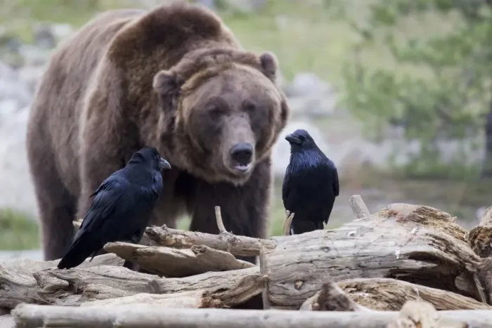 Framed Print : Common Raven (Corvus corax sinuatus) two adults, perched on logs, with Grizzly Bear (Ursus arctos horribilis) Framed Print : Common Raven (Corvus corax sinuatus) two adults, perched on logs, with Grizzly Bear (Ursus arctos horribilis)