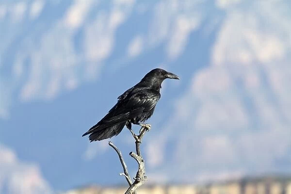 Common Raven at the Grand Canyon North rim, USA