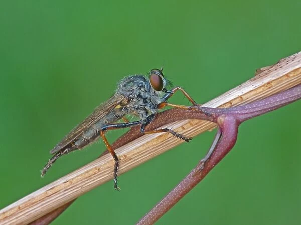 Common Red-legged Robberfly (Dioctria rufipes) adult, resting on stem, Italy, july