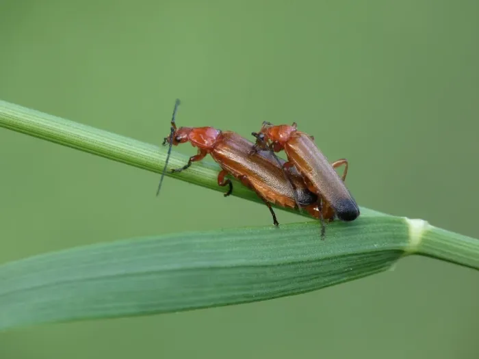 Framed Print : Common Red Soldier Beetle (Rhagonycha fulva) adult pair, mating on grass stem, Cannobina Valley, Italian Alps Framed Print : Common Red Soldier Beetle (Rhagonycha fulva) adult pair, mating on grass stem, Cannobina Valley, Italian Alps