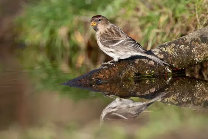 Framed Print : Common Redpoll (Carduelis flammea) adult, drinking at woodland pond, Norfolk, England, january