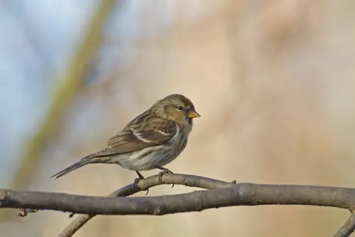 Framed Print : Common Redpoll (Carduelis flammea) adult female / first winter plumage, perched on hazel twig, Norfolk, England, january Framed Print : Common Redpoll (Carduelis flammea) adult female / first winter plumage, perched on hazel twig, Norfolk, England, january