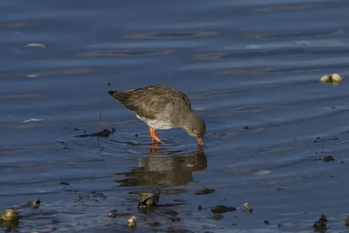 Framed Print : Common Redshank feeding -Scotland Framed Print : Common Redshank feeding -Scotland