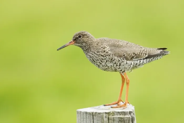 Framed Print : Common Redshank (Tringa totanus) adult, breeding plumage, standing on post, Iceland, June Framed Print : Common Redshank (Tringa totanus) adult, breeding plumage, standing on post, Iceland, June