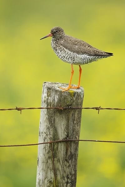 Common Redshank (Tringa totanus) adult, breeding plumage, standing on fencepost with flowering buttercup meadow in
