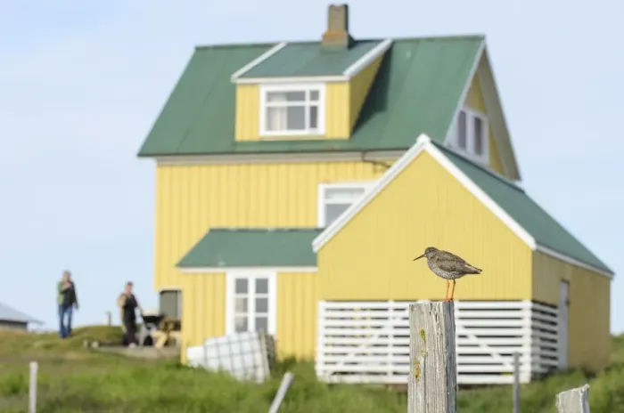 Framed Print : Common Redshank (Tringa totanus) adult, breeding plumage, standing on post near house, Flatey Island, Iceland, July Framed Print : Common Redshank (Tringa totanus) adult, breeding plumage, standing on post near house, Flatey Island, Iceland, July