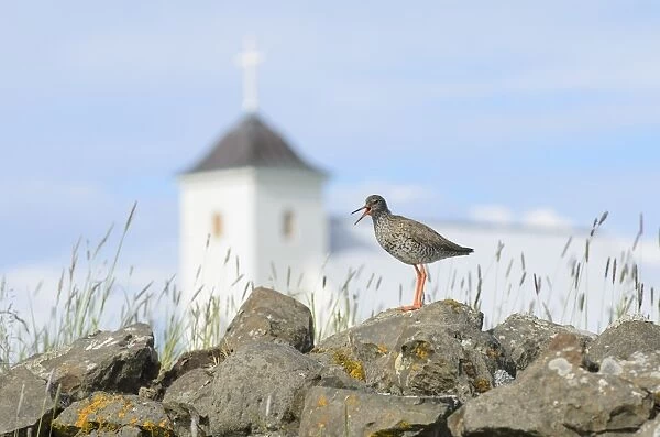 Common Redshank (Tringa totanus) adult, breeding plumage, calling, standing on rocks, with church in background