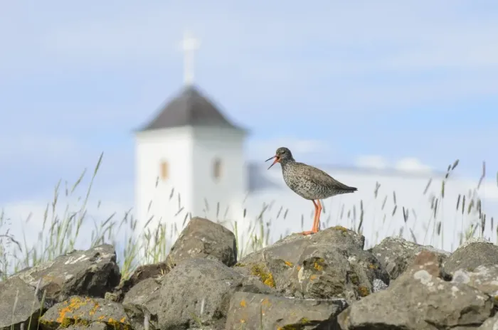 Framed Print : Common Redshank (Tringa totanus) adult, breeding plumage, calling, standing on rocks, with church in background Framed Print : Common Redshank (Tringa totanus) adult, breeding plumage, calling, standing on rocks, with church in background