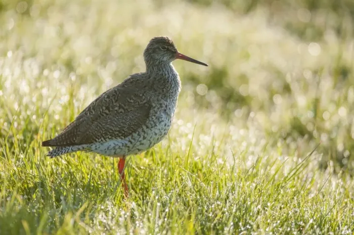 Framed Print : Common Redshank (Tringa totanus) adult, breeding plumage, standing in dew covered grass at dawn, Elmley Marshes N. N. R Framed Print : Common Redshank (Tringa totanus) adult, breeding plumage, standing in dew covered grass at dawn, Elmley Marshes N. N. R