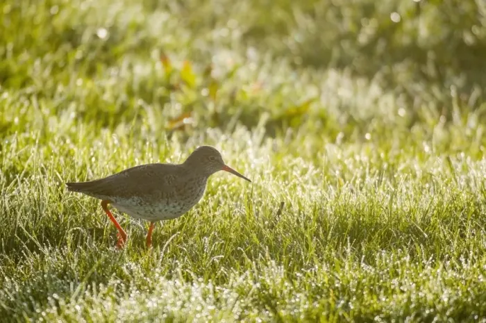 Framed Print : Common Redshank (Tringa totanus) adult, breeding plumage, walking in dew covered grass at dawn, Elmley Marshes N. N. R Framed Print : Common Redshank (Tringa totanus) adult, breeding plumage, walking in dew covered grass at dawn, Elmley Marshes N. N. R
