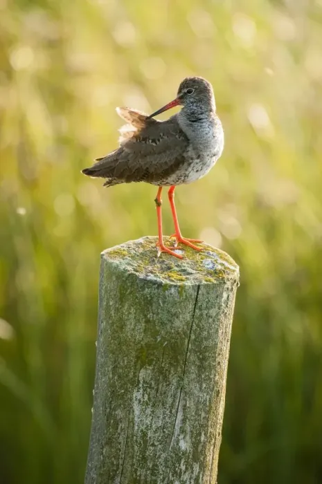 Framed Print : Common Redshank (Tringa totanus) adult, breeding plumage, preening, standing on post, Elmley Marshes N. N. R Framed Print : Common Redshank (Tringa totanus) adult, breeding plumage, preening, standing on post, Elmley Marshes N. N. R