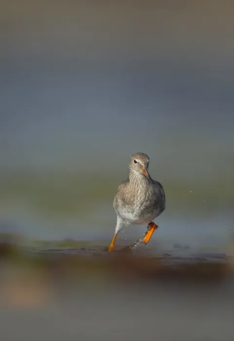 Framed Print : Common Redshank (Tringa totanus) adult, foraging amongst breaking waves in shallow water on beach, Shetland Islands, Scotland, september Framed Print : Common Redshank (Tringa totanus) adult, foraging amongst breaking waves in shallow water on beach, Shetland Islands, Scotland, september